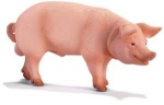 Eber 13287 von Schleich