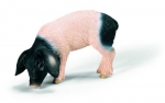Schw�bisch H�llisches Ferkel fressend 13635 von Schleich